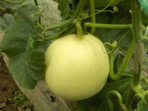 菜瓜最新事件爆料,揭秘背后惊人真相 第2张 菜瓜最新事件爆料,揭秘背后惊人真相 第2张