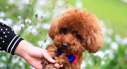 爆料泰迪是谁说的话视频,网络爆料视频背后的惊人真相  第1张