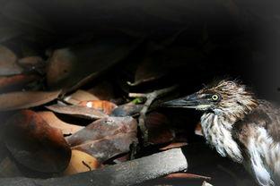 雏鸟 在线观看,在线观看萌动瞬间  第1张
